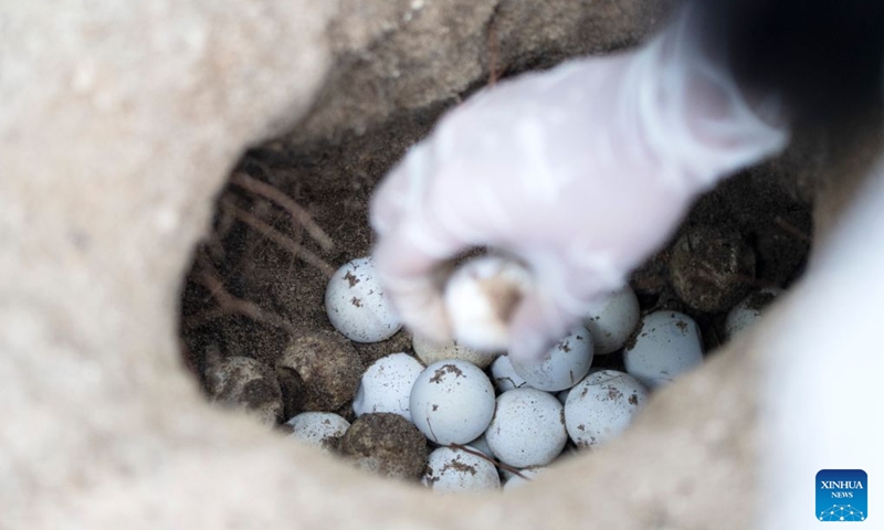 A staff member buries sea turtle eggs to hatch on Small Sister's Island in Singapore, Aug. 4, 2026. Singapore's National Parks Board (NParks) launched a sea turtle conservation program in 2016 and has since implemented a range of conservation measures. (Xinhua/Then Chih Wey)
