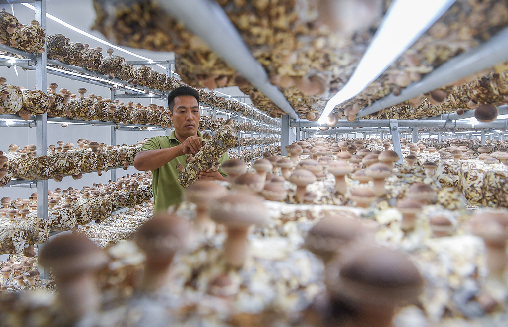 A worker picks shiitake mushrooms at a cultivation base in Wuyi county of East China's Zhejiang Province, on August 20, 2026. Relying on a digital intelligent management and maintenance system, a local company has achieved smart temperature control and precise water replenishment for more than 200 mu of shiitake and red matsutake mushrooms, greatly improving both yield and quality. Photo: VCG