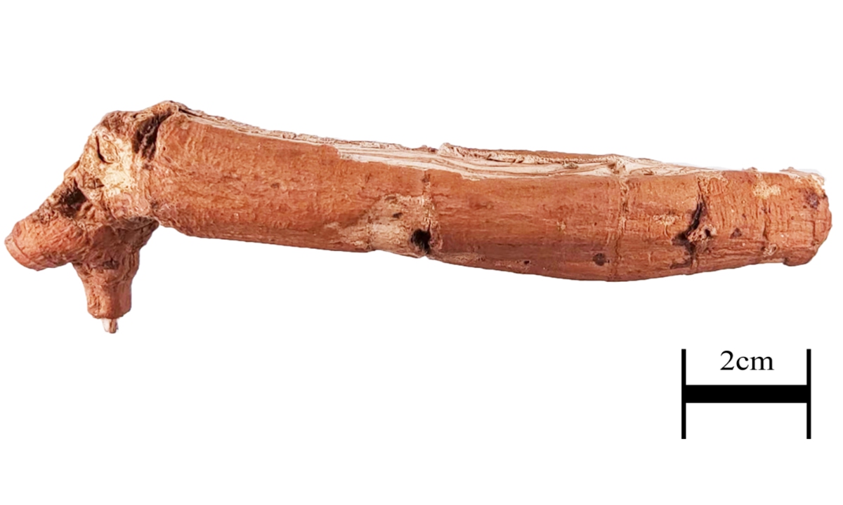 Qingyangshen, or Root of Auricledleaf Swallowwort, a traditional ethnic medicinal plant long used in Southwest China's Yunnan Province. Photo: Scrrenshot from website