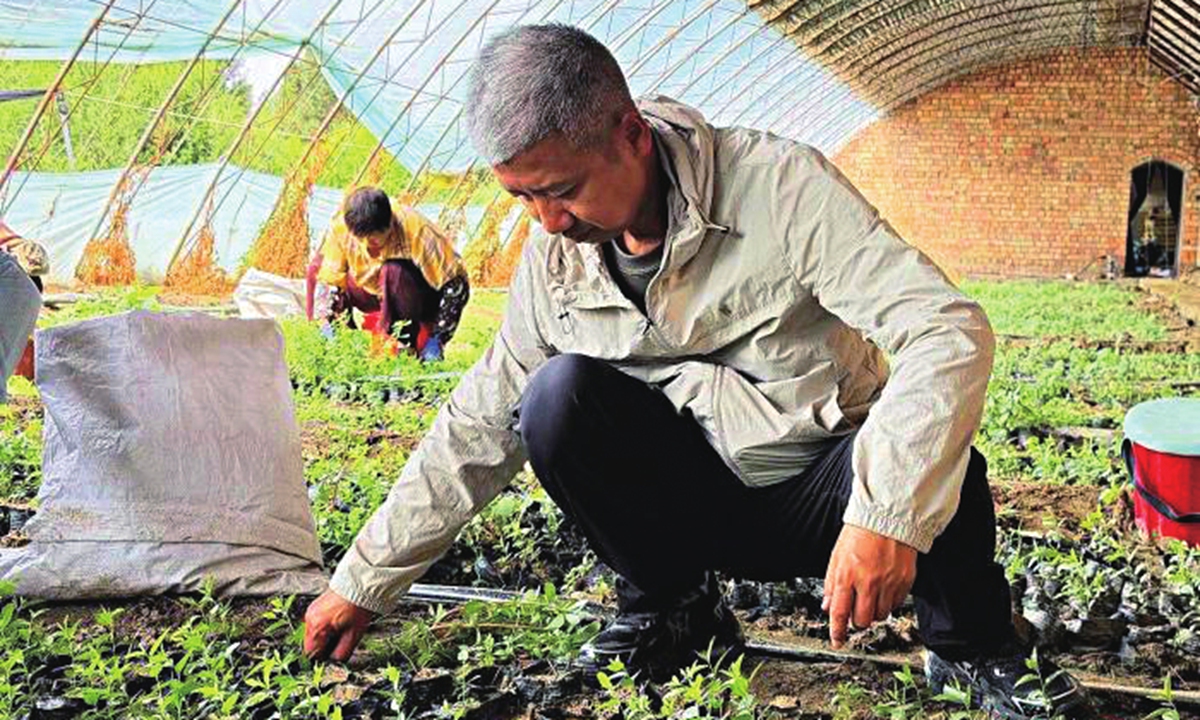 Wensuyalatu checks the growth of sour jujube seedlings. Photos: Chinanews.com