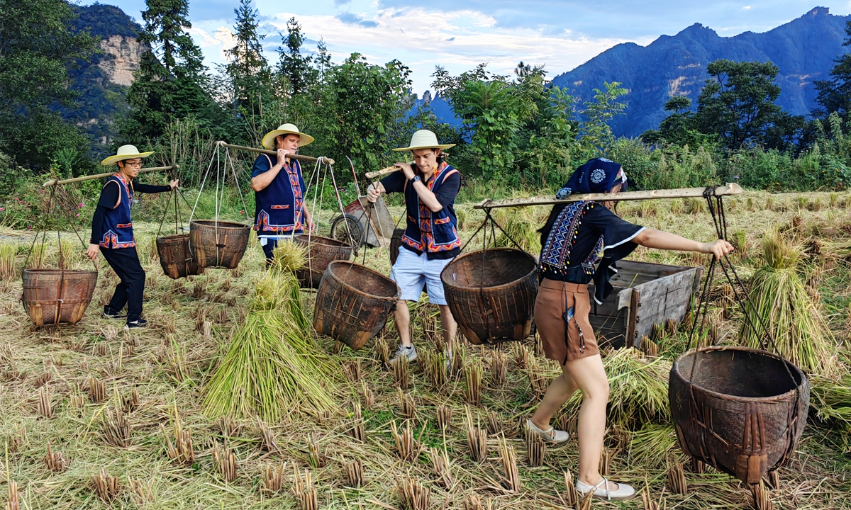 US tourists experience the farming culture of harvesting crops at an agritourism farm in Zhangjiajie, Central China's Hunan Province. Photo: VCG