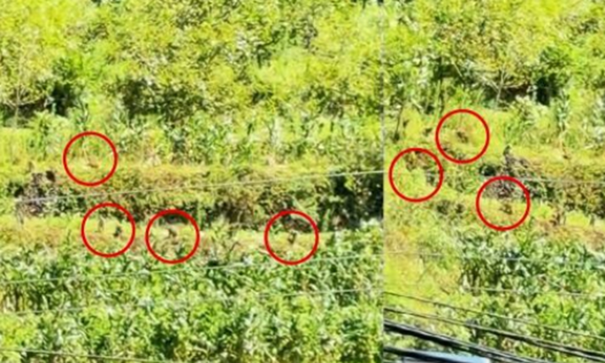 Wild macaques are seen in a cornfield near a village in Zhangcunping township, Yichang, Central China's Hubei Province, in footage filmed by local residents and included in a report by The Beijing News. Photo: Screenshot from video in a report by The Beijing News
