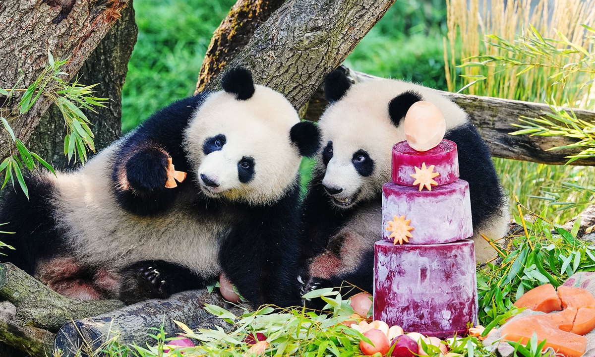 Giant panda cub twins Leni (left), known in Chinese as Meng Hao, and Lotti (right), known as Meng Tian, eat their food during a media event on the eve of the second birthday of the twins at the Zoo in Berlin, Germany, Friday, August 21, 2026. Photo: VCG