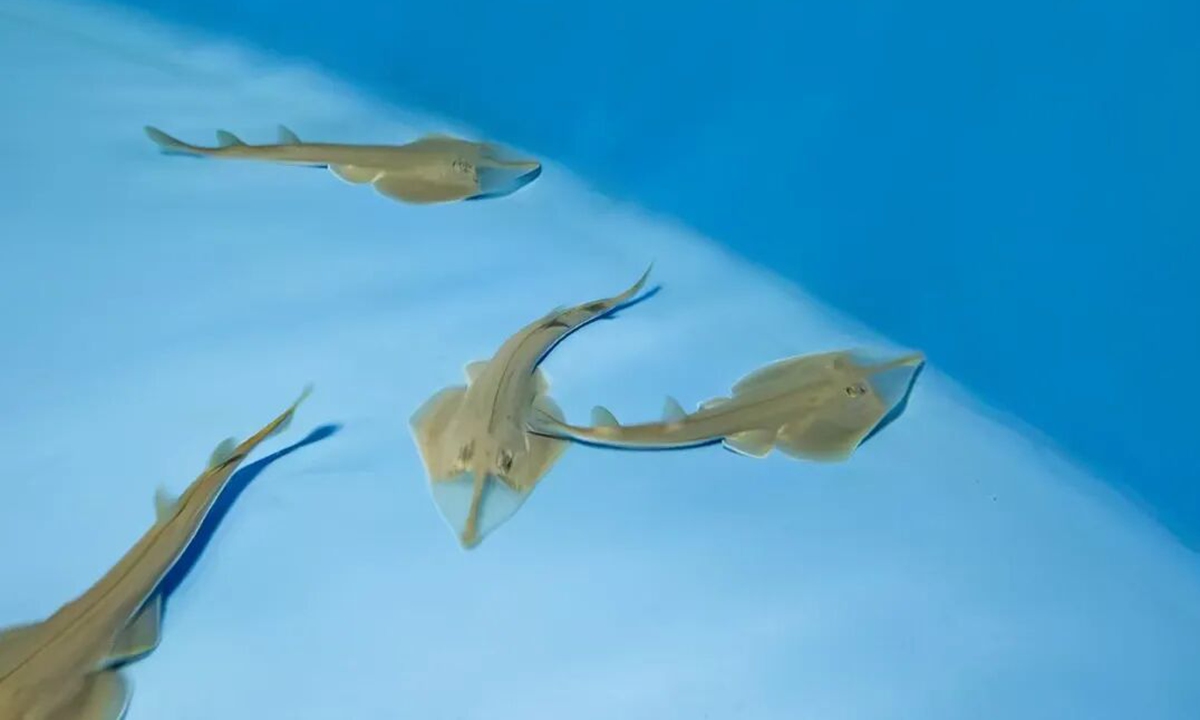 File Photo of giant shovelnose rays Photo: Official WeChat account of Hainan provincial officials