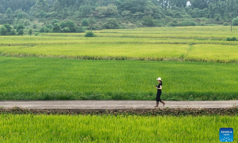 A drone photo taken on Aug. 20, 2026 shows Wang Jin observing rice paddies in Majia Village, Zhujiapu Town of Hanshou County, Changde City, central China's Hunan Province. (Xinhua/Chen Sihan)