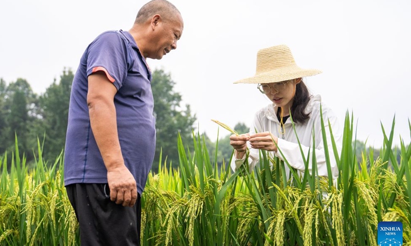 Wang Jin (R) instructs a farmer on pest and disease control in Majia Village, Zhujiapu Town of Hanshou County, Changde City, central China's Hunan Province, Aug. 20, 2026. (Xinhua/Chen Sihan)