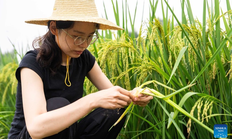 Wang Jin checks the growth of rice in Majia Village, Zhujiapu Town of Hanshou County, Changde City, central China's Hunan Province, Aug. 20, 2026. Working in agricultural technology requires patience and the ability to stay focused, says Wang Jin, a 24-year-old grassroots agricultural technician.