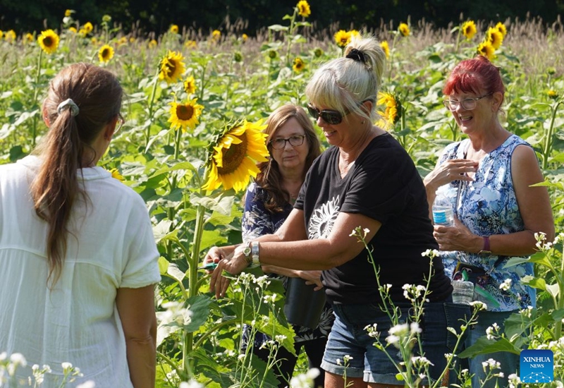 People attend a sunflower festival at a farm in New York, the United States, Aug. 22, 2026. (Xinhua/Zhang Fengguo)