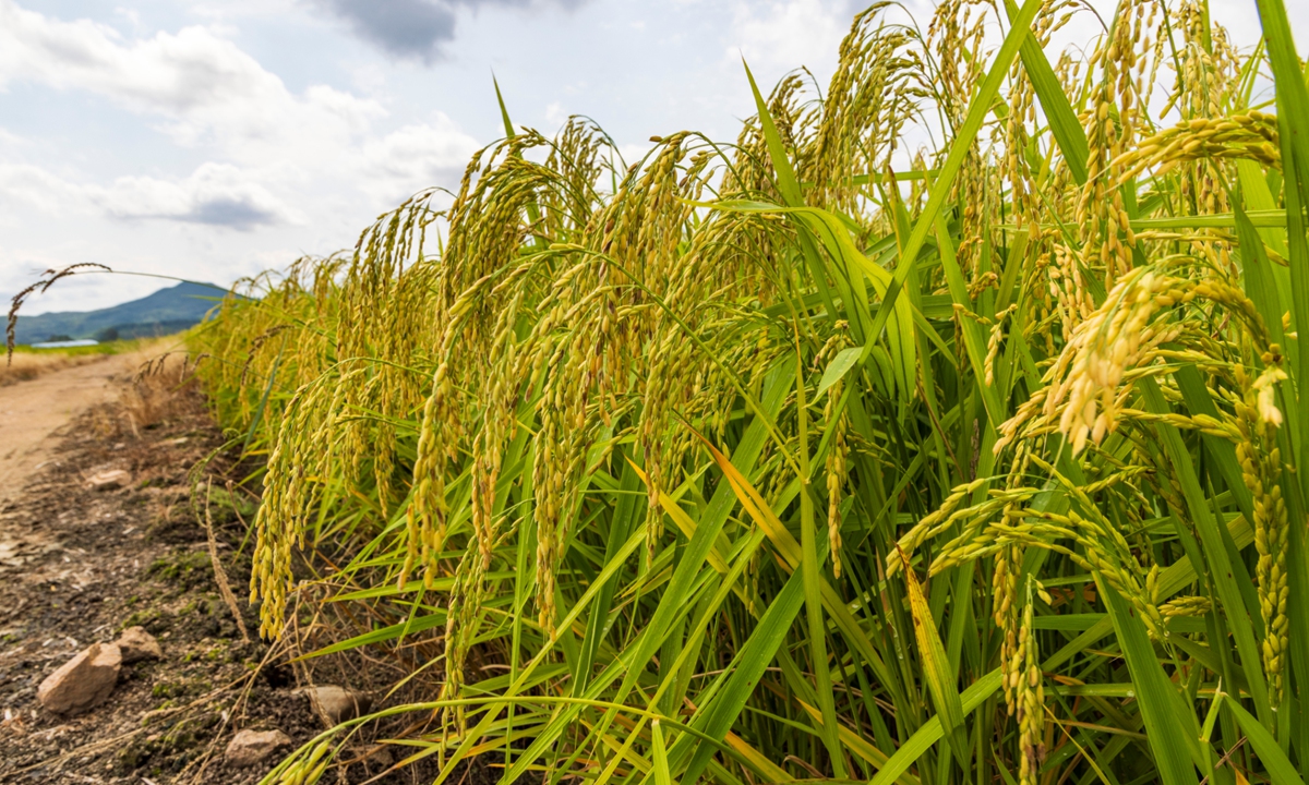 Rice Photo: VCG