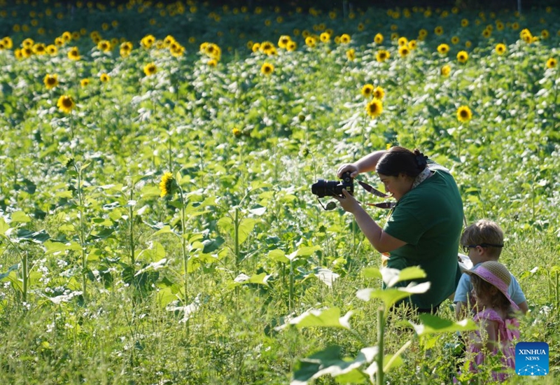 A woman takes photos during a sunflower festival at a farm in New York, the United States, Aug. 22, 2026. (Xinhua/Zhang Fengguo)