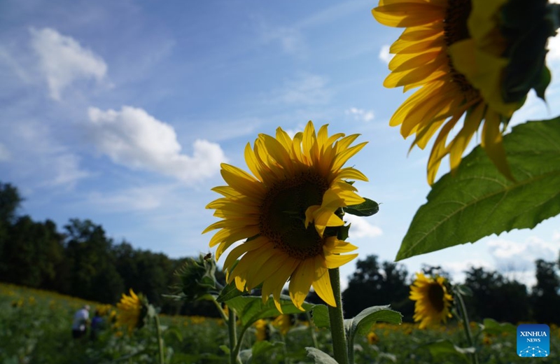 Sunflowers are seen during a sunflower festival at a farm in New York, the United States, Aug. 22, 2026. (Xinhua/Zhang Fengguo)
