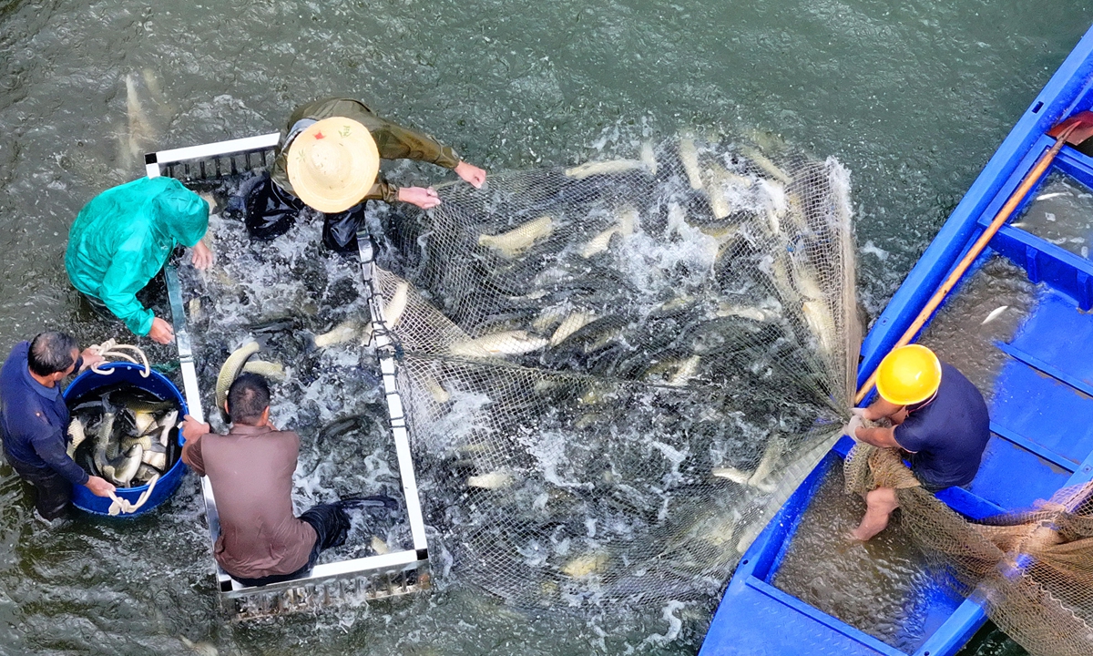 Farmers net fish at an aquaculture base in Taihe county, East China's Jiangxi Province, on August 23, 2026, as the region's ecological fish farming enters peak harvest season. Photo: VCG
