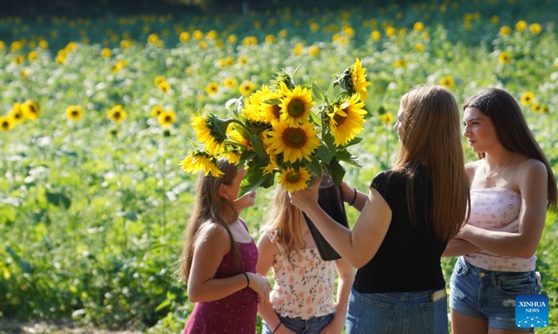 People attend a sunflower festival at a farm in New York, the United States, Aug. 22, 2026. (Xinhua/Zhang Fengguo)