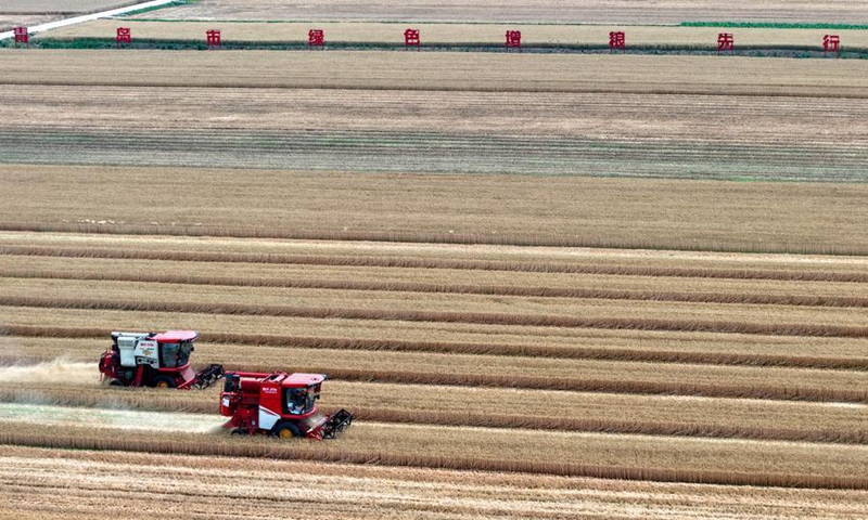 A drone photo taken on June 12, 2026 shows reapers harvesting wheat in Licha Town in Qingdao, east China's Shandong Province. (Xinhua/Li Ziheng)