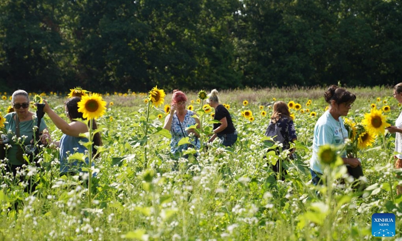 People attend a sunflower festival at a farm in New York, the United States, Aug. 22, 2026. (Xinhua/Zhang Fengguo)