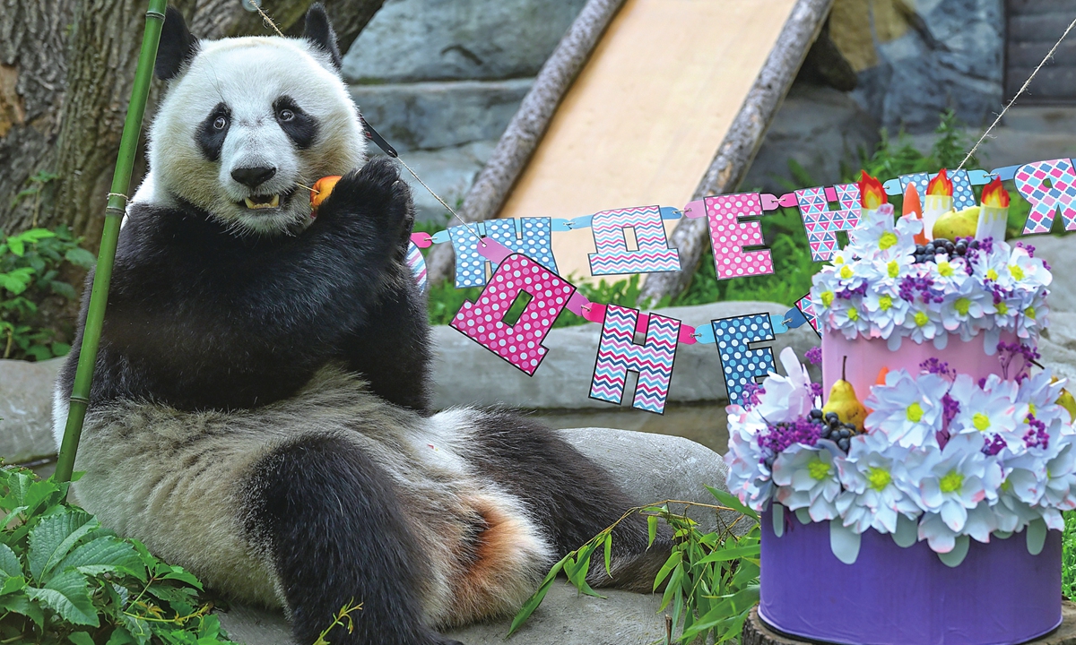 Giant panda Katyusha is seen in an enclosure during her birthday party at the Moscow Zoo, in Moscow, Russia, on August 24, 2026, as Katyusha turns three years old. Giant pandas Ru Yi and Ding Ding arrived in Moscow in April 2019, and in August 2023, their cub Katyusha was born, making her the first giant panda ever born in Russia. Photo: VCG
