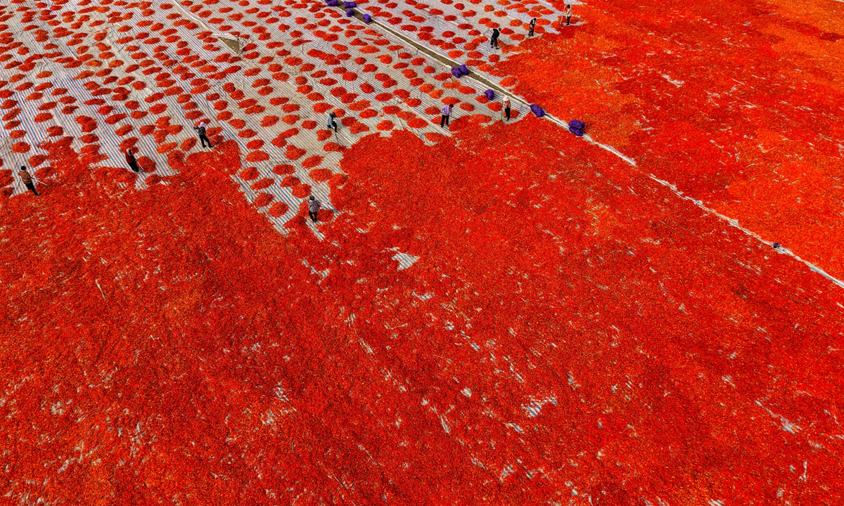 Farmers dry chili peppers at a professional cooperative in Bozhou city, East China's Anhui Province, on August 24, 2026. The local region has been boosting its specialty chili industry, promoting large-scale and standardized production. Meanwhile, innovative intercropping techniques with wheat and watermelons have been introduced, paving the way for higher farmers' incomes. Photo: VCG