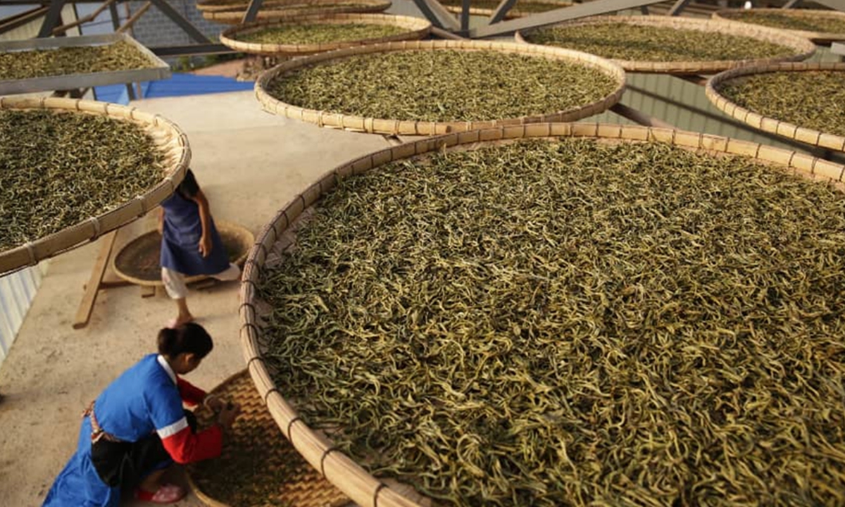 Employees work at a production site for Ruiyin ancient tree tea, where the raw materials are sun-dried before processing.