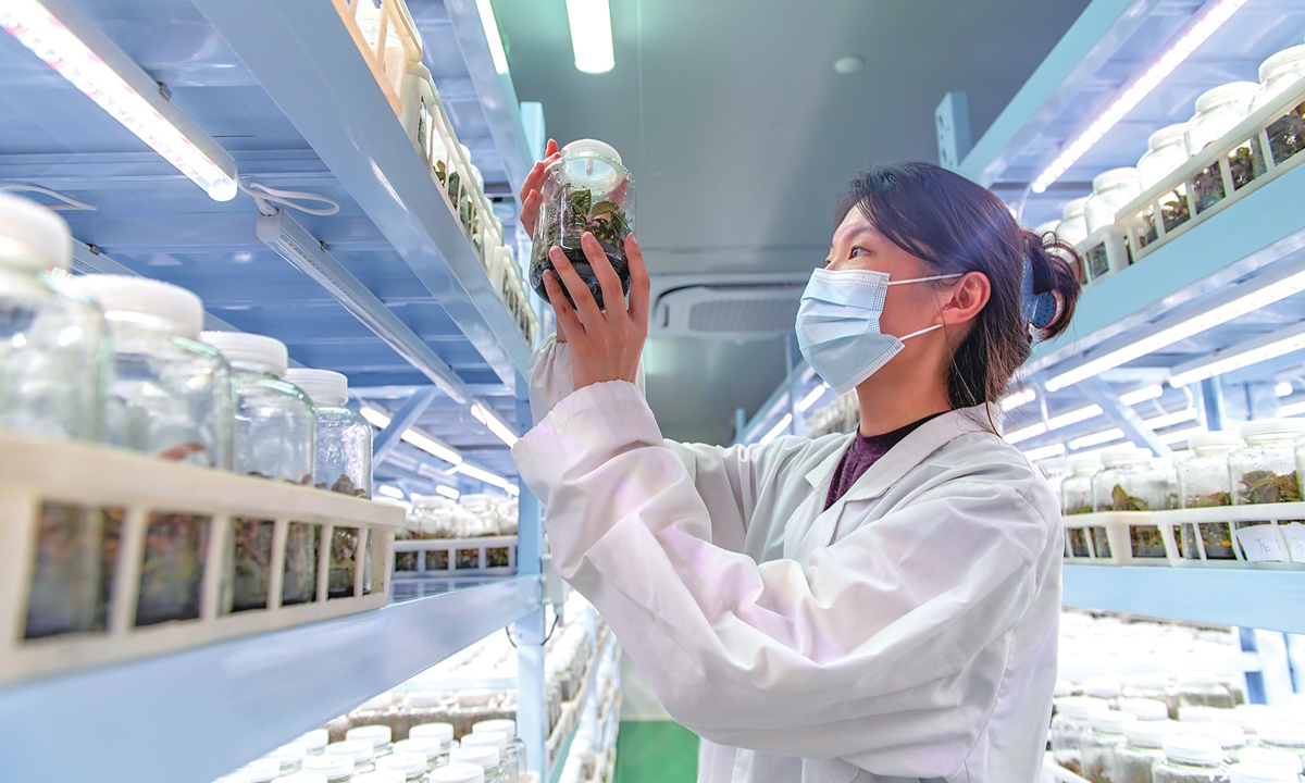 A worker cultivates and tends Anoectochilus roxburghii seedlings at a smart production base for medicinal herbs in Meijiang township, Lanxi, East China's Zhejiang Province, on August 27, 2026. The base has attracted a number of post-2000-born master's graduates and recent college graduates to return to their hometowns to start businesses. Since beginning operations in February 2025, it has produced more than 9 million seedlings. Photo: VCG