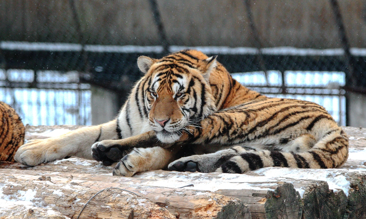 A Siberian tiger rests in Siberian Tiger Park in Harbin, Northeast China's Heilongjiang Province. Photo: VCG