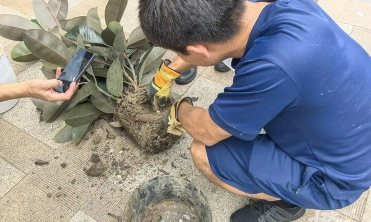 A firefighter digs into the soil around the plant's roots in search of possible snake eggs. Photo: the Xinhua News Agency