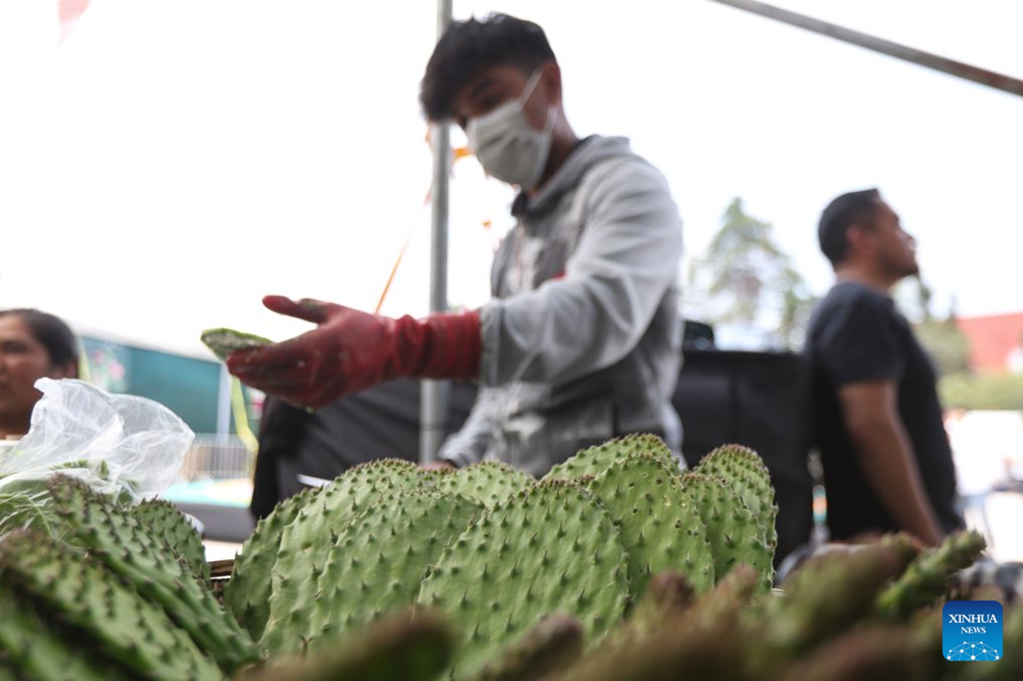 A man cleans nopales at the Nopal Fair 2026 in Mexico City, capital of Mexico, on Aug. 28, 2026. The event opened here on Friday. The three-day event brings together 140 producers to showcase and sell nopal and processed nopal products, as well as cultural and educational activities. (Photo by Francisco Canedo/Xinhua)