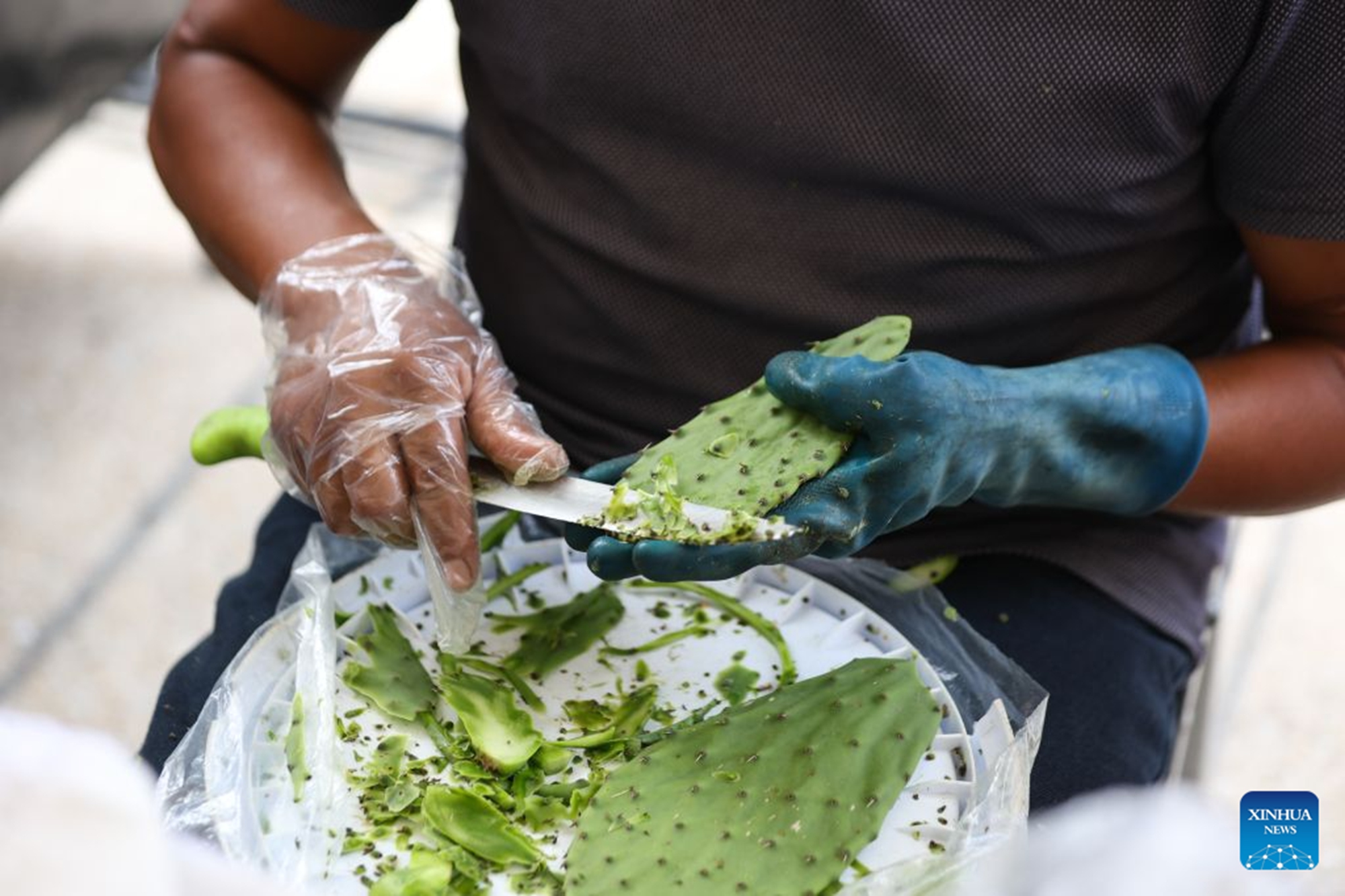 A man cleans nopales at the Nopal Fair 2026 in Mexico City, capital of Mexico, on Aug. 28, 2026. The event opened here on Friday. The three-day event brings together 140 producers to showcase and sell nopal and processed nopal products, as well as cultural and educational activities. (Photo by Francisco Canedo/Xinhua)