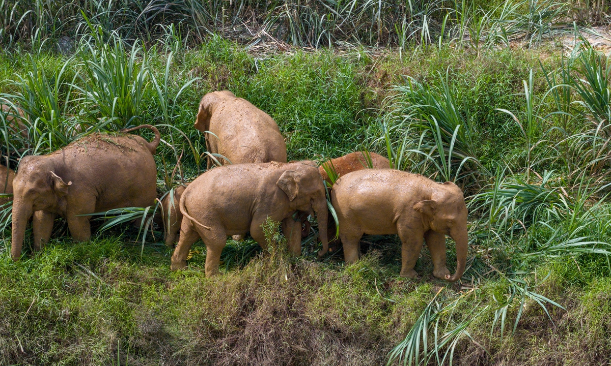 Picture of Asian elephants. Photo: VCG