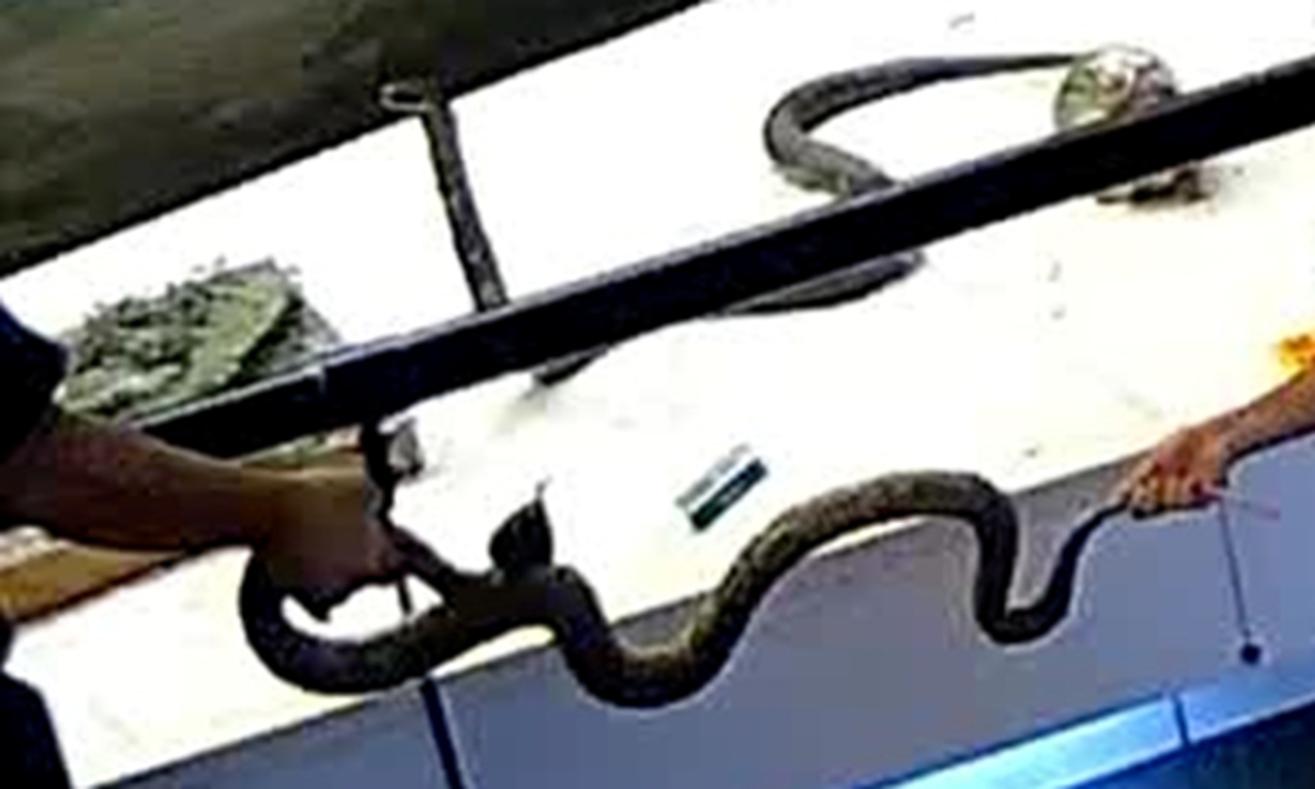Surveillance footage shows a parent picking up a Mangshan pit viper specimen and handing it to a child. (Identifying information has been removed to protect the minor's privacy; only the hands, feet and specimen are visible.) Photo: Courtesy of the National Zoological Museum of China