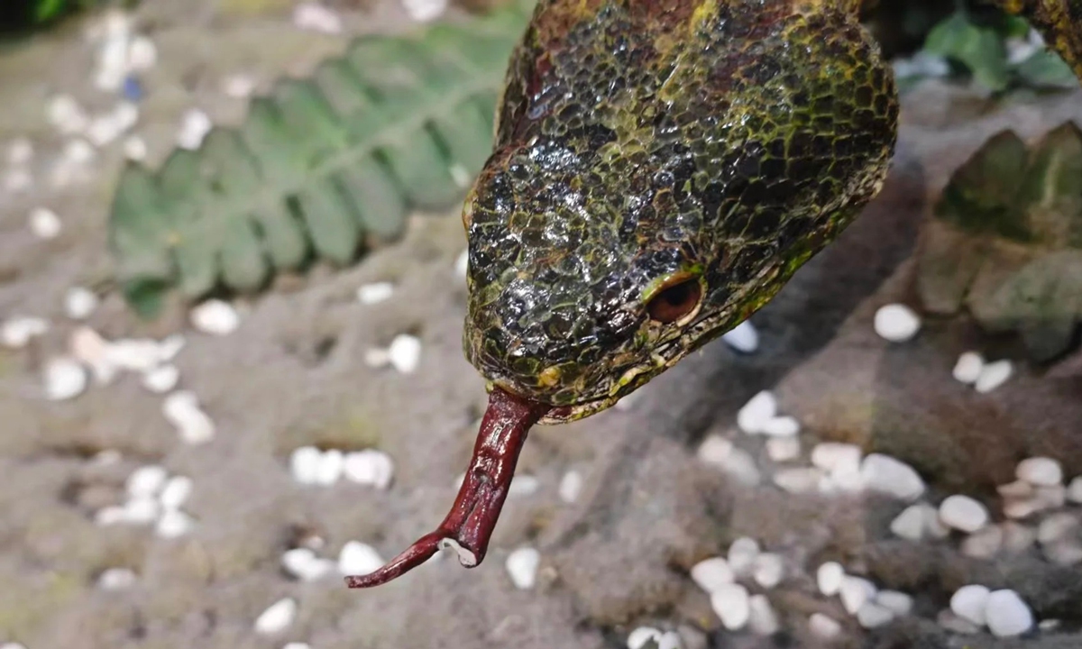 The damaged specimen was a Mangshan pit viper (Protobothrops mangshanensis), also known as the Mangshan iron-head snake. Photo: Courtesy of the National Zoological Museum of China