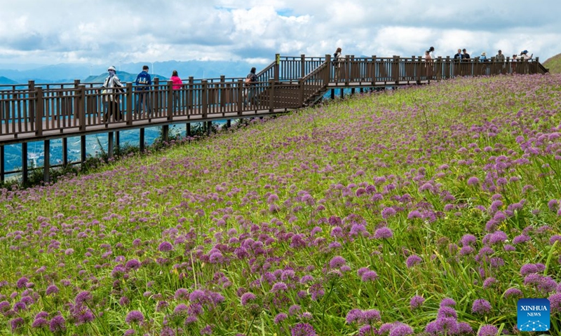 Tourists enjoy the view of a flower field at a scenic area in Bijie, southwest China's Guizhou Province, Sept. 5, 2026. (Photo: Xinhua)
