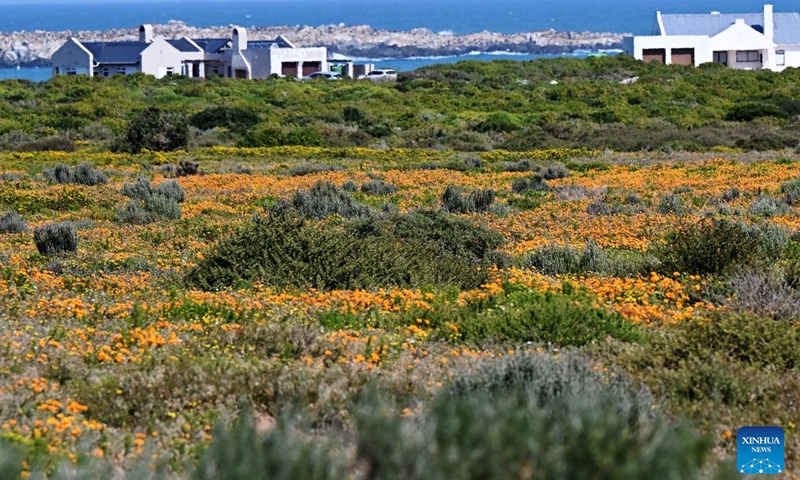 Wildflowers are seen on the West Coast, South Africa, on Sept. 5, 2026. South Africa's West Coast boasts a spectacular and colorful flower season annually between August and September. (Photo: Xinhua)
