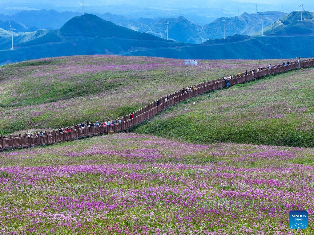 A drone photo taken on Sept. 5, 2026 shows tourists enjoying the view of a flower field at a scenic area in Bijie, southwest China's Guizhou Province. (Photo: Xinhua)