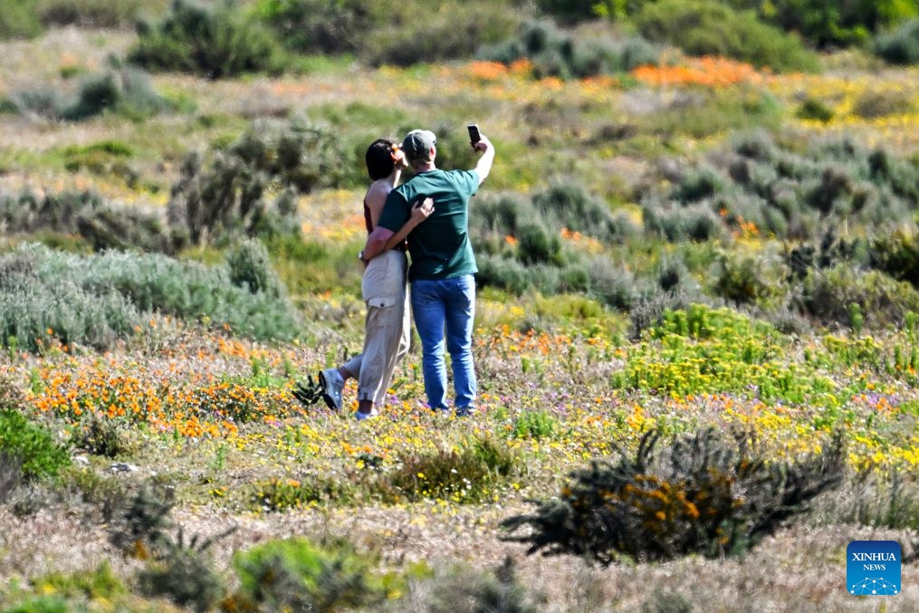 Visitors take selfies among wildflowers on the West Coast, South Africa, on Sept. 5, 2026. South Africa's West Coast boasts a spectacular and colorful flower season annually between August and September. (Photo: Xinhua)