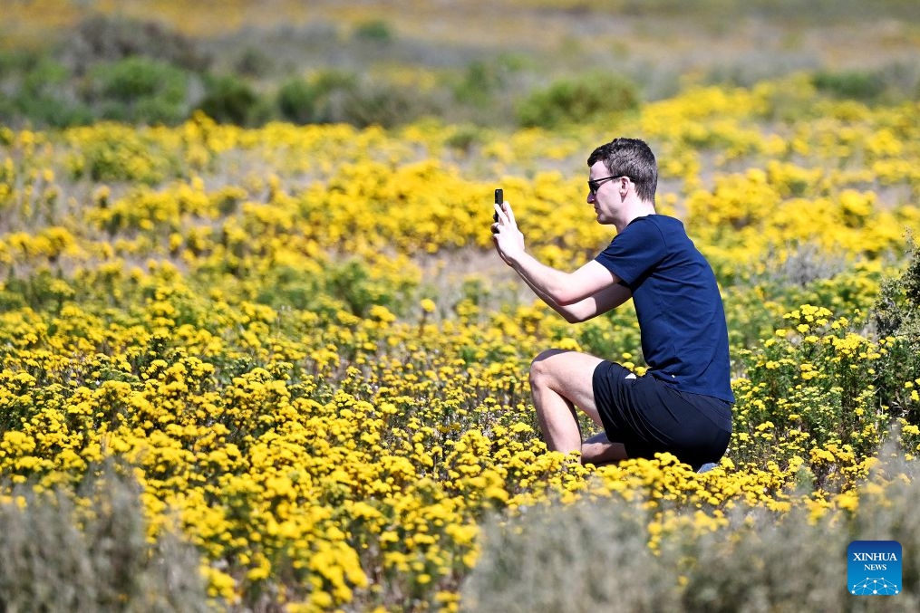 A visitor takes photos among wildflowers on the West Coast, South Africa, on Sept. 5, 2026. South Africa's West Coast boasts a spectacular and colorful flower season annually between August and September. (Photo: Xinhua)