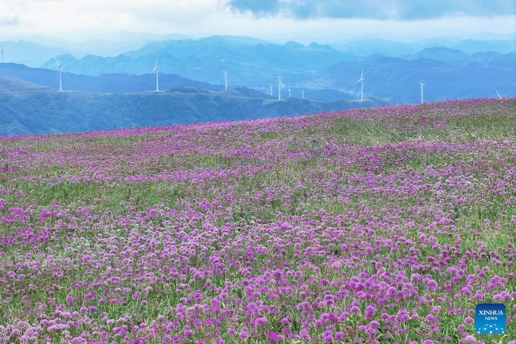 This photo taken on Sept. 5, 2026 shows the view of a flower field at a scenic area in Bijie, southwest China's Guizhou Province. (Photo: Xinhua)