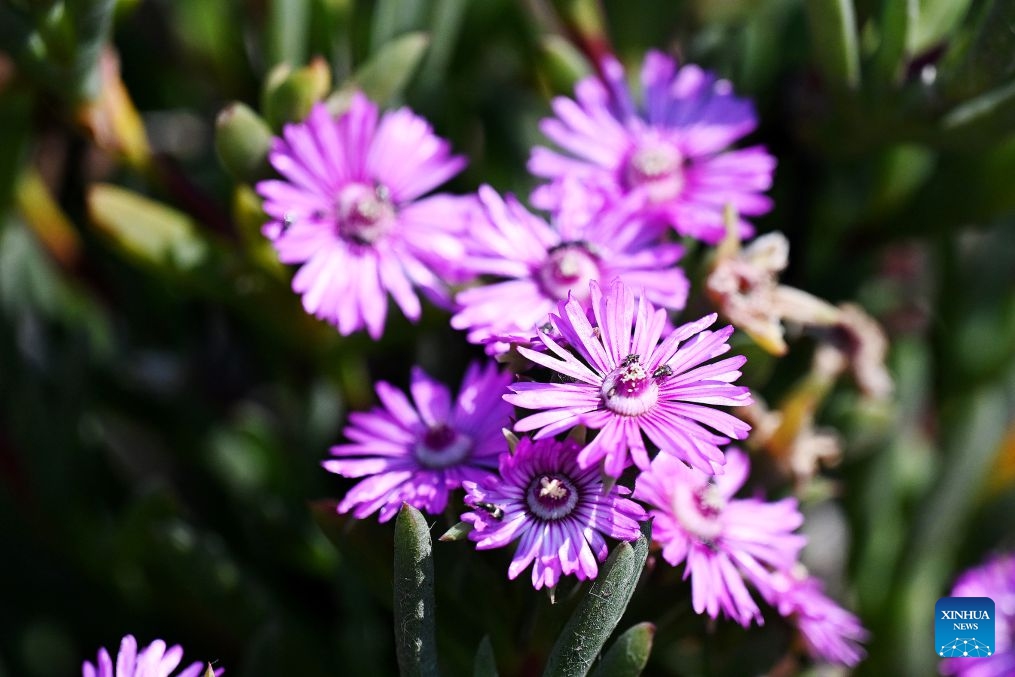 Wildflowers are seen on the West Coast, South Africa, on Sept. 5, 2026. South Africa's West Coast boasts a spectacular and colorful flower season annually between August and September. (Photo: Xinhua)