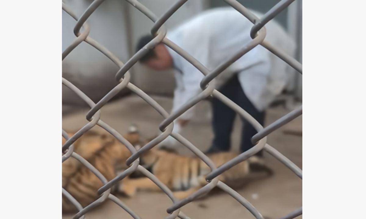 A screenshot from a video shows a keeper appearing to kick a tiger cub, which then lies motionless, at the Jilin Provincial Siberian Tiger Park in Changchun, Northeast China's Jilin Province on August 30, 2026. Photo: Screenshot from rednote