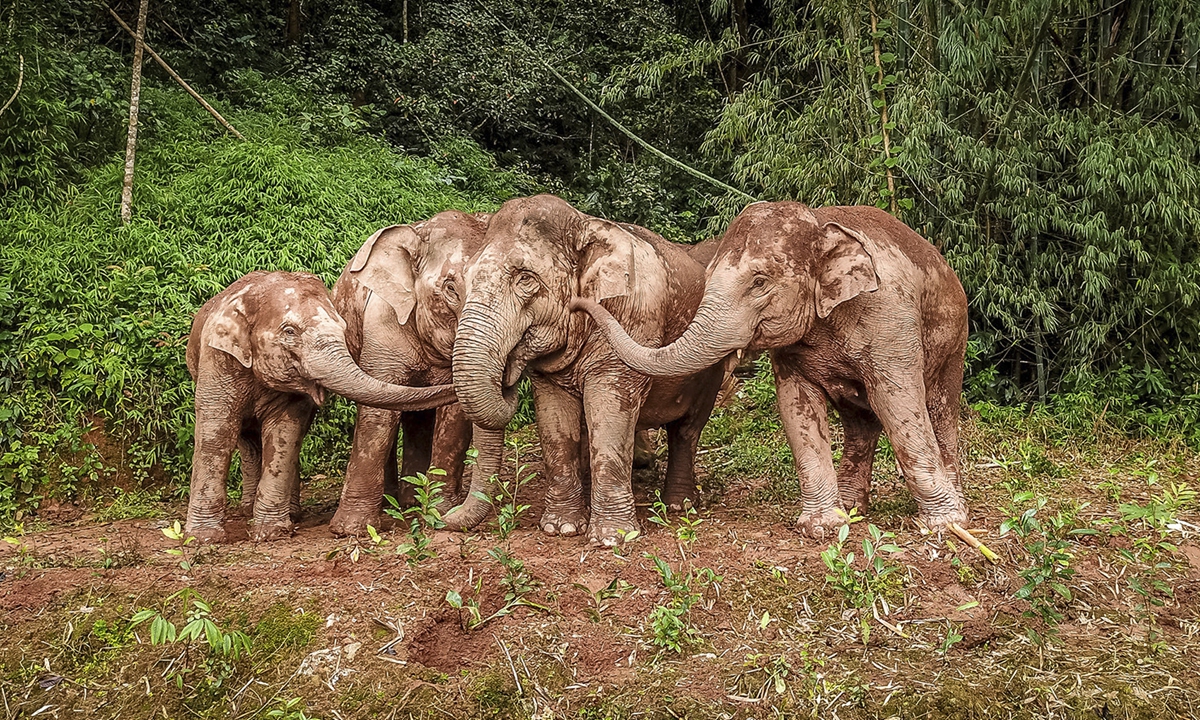 Asian elephants play in a forest near a village in Southwest China's Yunnan Province. Photo: VCG