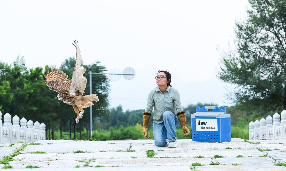 A staff member releases a rescued Eurasian eagle-owl back into the wild in Beijing on August 20, 2026. Photo: Courtesy of IFAW