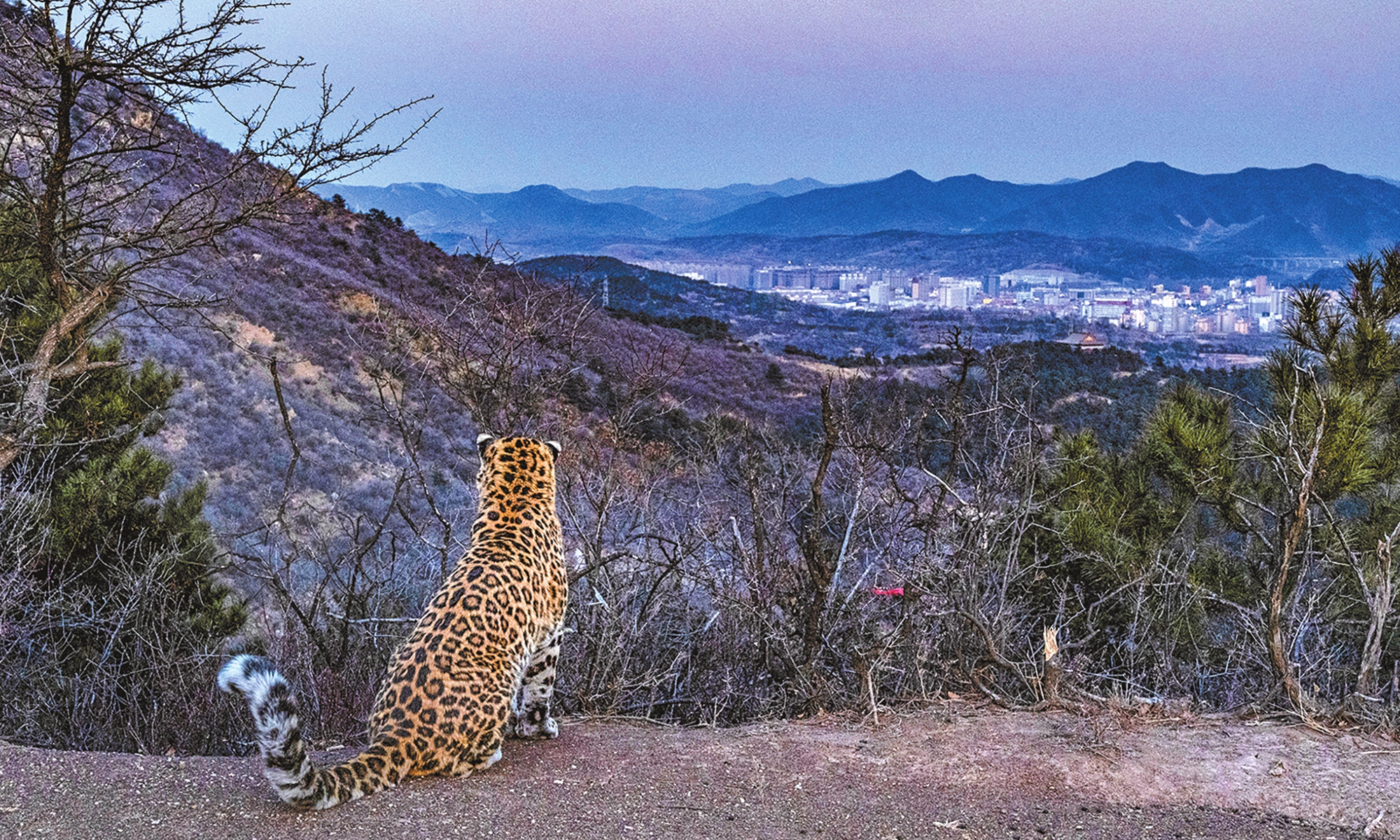 A North China leopard identified as HS2503M looks out over Heshun County in North China's Shanxi Province. Photo: Courtesy of Wang Shuo and CFCA