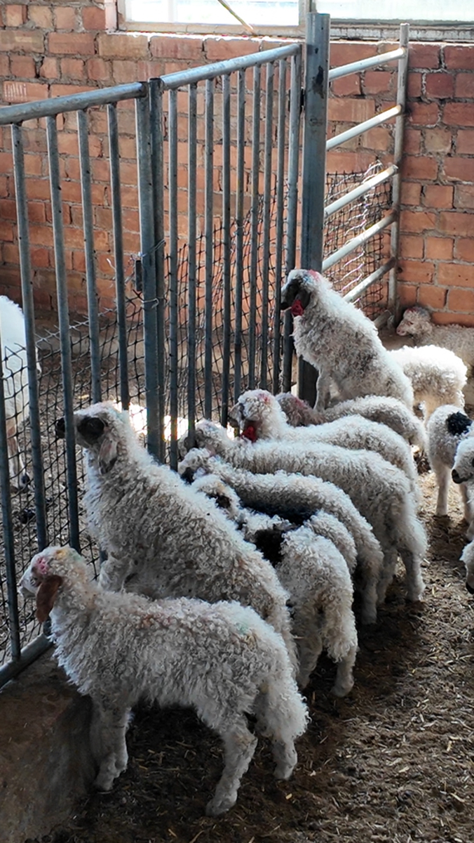Tan sheep at Tianyuan Improved?sheep Breeding Company founded by Kou Qifang Photo: Xue Ke/GT