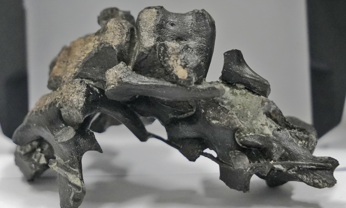 Dinosaur fossil recovered from a 473.2-metre-deep drilling core in North China's Inner Mongolia Auton?omous Region. Photo: Courtesy of Xing Lida