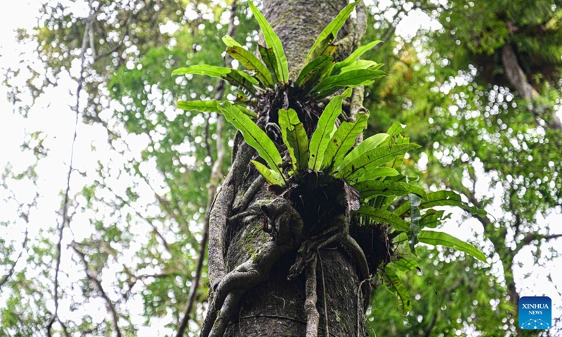This photo taken on Sept. 9, 2026 shows a typical rainforest view at the Diaoluoshan section of the Hainan Tropical Rainforest National Park in south China's Hainan Province. The scenic ring road surrounding the Hainan Tropical Rainforest National Park passes through nine cities and counties in Hainan, including Lingshui, Baoting, Ledong and Changjiang, with a total length of 466 kilometers. The ring road was officially opened to traffic in December 2024.
This road connects the beautiful scenery of the mountainous areas in the central and southern parts of Hainan Island and builds a green corridor that balances ecological protection and cultural tourism development.
At present, many tourists come to cycle and drive on the road, boosting tourism-related consumption including accommodation, catering, specialty agricultural products, and outdoor culture and tourism along the road. Photo: Xinhua