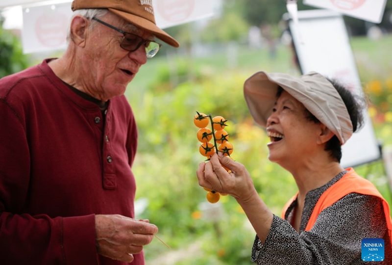 People look at a bunch of cherry tomatoes at a tomato festival in Vancouver, British Columbia, Canada, Sept. 12, 2026. The event was held here on Saturday, showcasing a wide variety of tomatoes cultivated by local farmers. It featured tomato tastings, exhibits, informational displays, as well as sales of various tomato varieties. (Photo by Liang Sen/Xinhua)