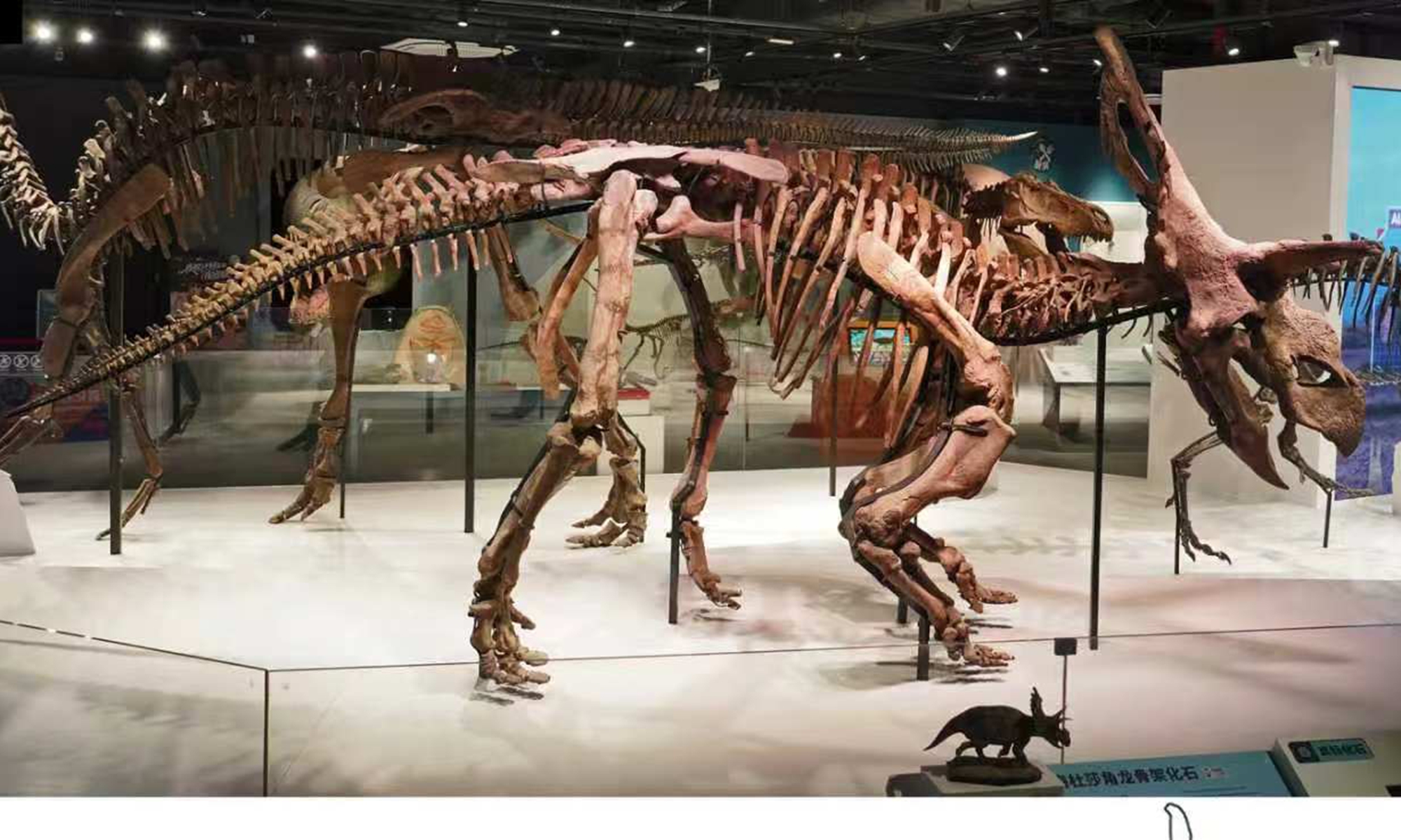 Picture of Medusaceratops. 