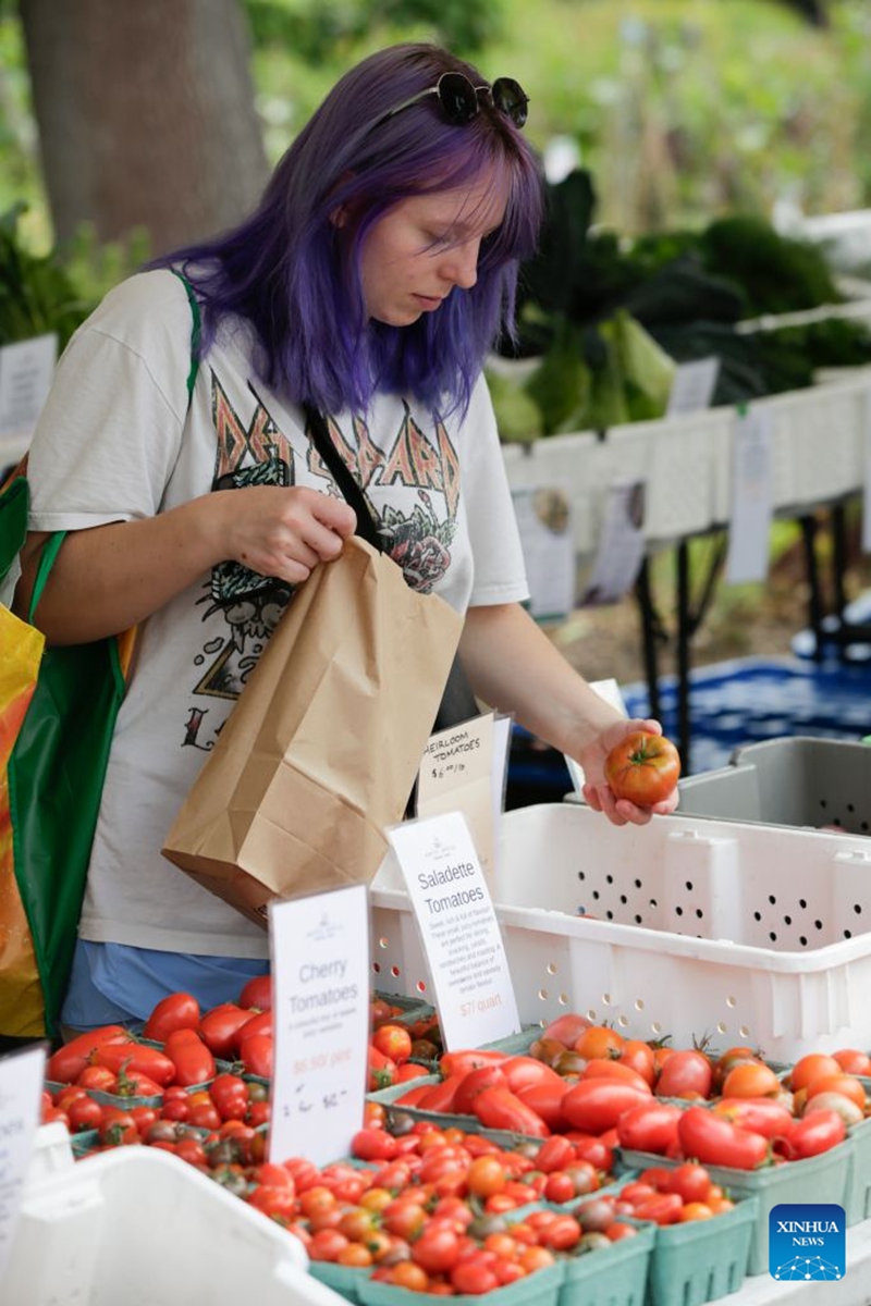 A woman shops for tomatoes at a tomato festival in Vancouver, British Columbia, Canada, Sept. 12, 2026. The event was held here on Saturday, showcasing a wide variety of tomatoes cultivated by local farmers. It featured tomato tastings, exhibits, informational displays, as well as sales of various tomato varieties. (Photo by Liang Sen/Xinhua)