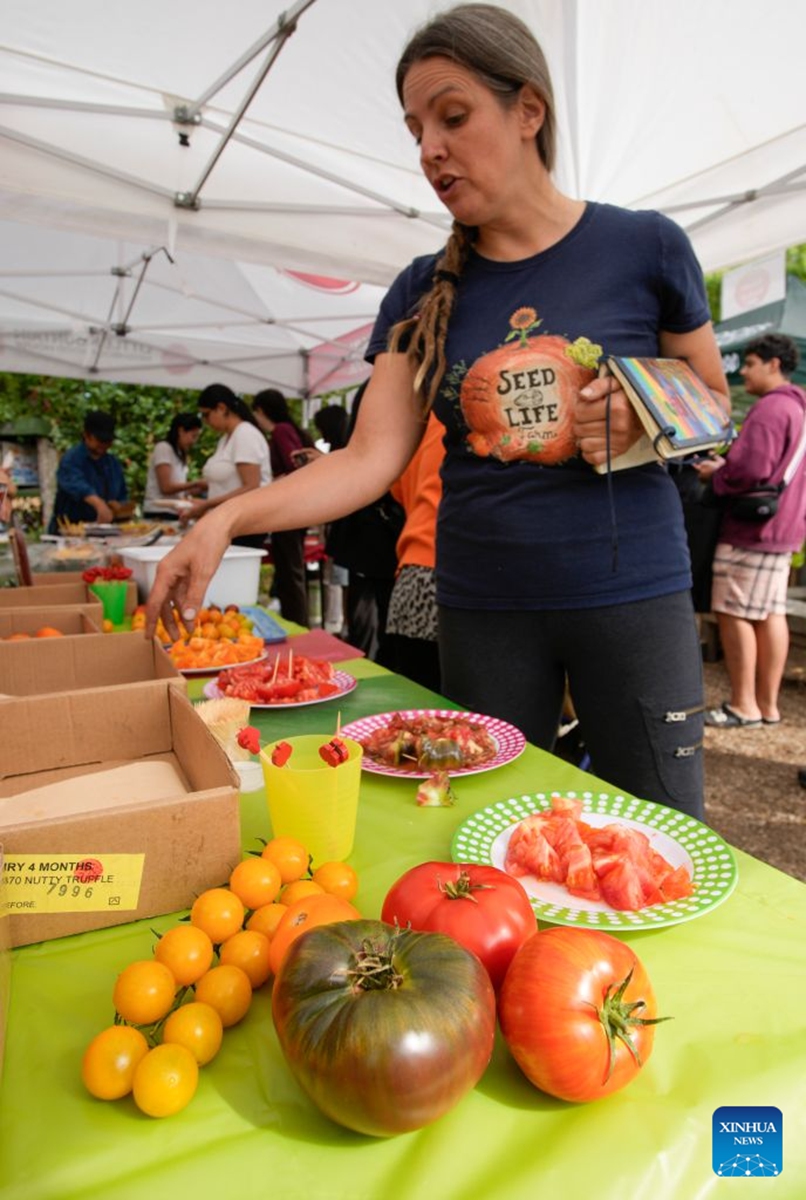 Tomatoes are displayed at a tomato festival in Vancouver, British Columbia, Canada, Sept. 12, 2026. The event was held here on Saturday, showcasing a wide variety of tomatoes cultivated by local farmers. It featured tomato tastings, exhibits, informational displays, as well as sales of various tomato varieties. (Photo by Liang Sen/Xinhua)