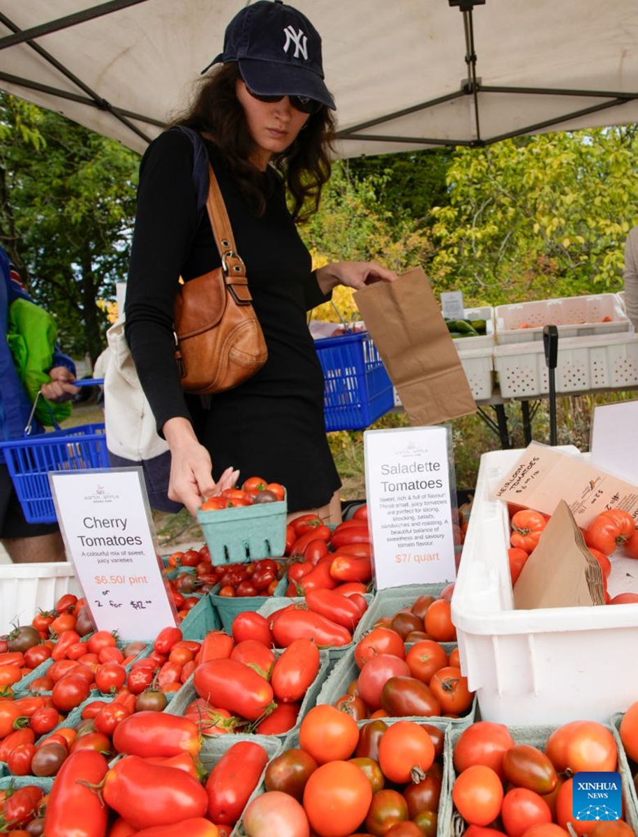 A woman shops for tomatoes at a tomato festival in Vancouver, British Columbia, Canada, Sept. 12, 2026. The event was held here on Saturday, showcasing a wide variety of tomatoes cultivated by local farmers. It featured tomato tastings, exhibits, informational displays, as well as sales of various tomato varieties. (Photo by Liang Sen/Xinhua)