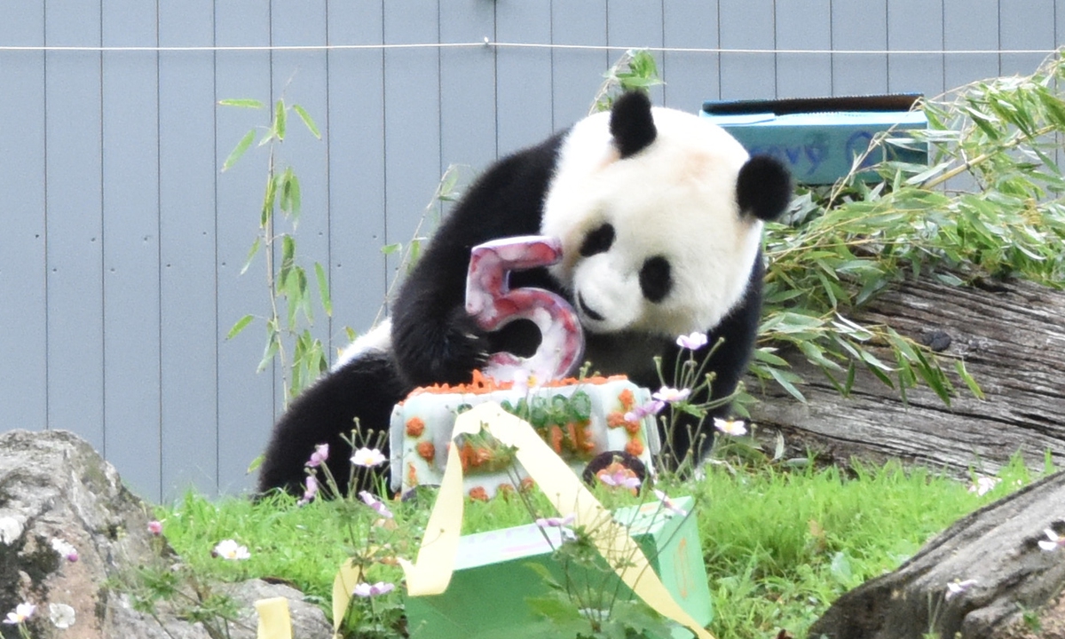 Giant panda Qing Bao celebrates her fifth birthday at the Smithsonian's National Zoo in Washington, DC, on September 12 local time, with a fruit ice cake, sweet potatoes and a 1970s-themed party. Photo: IC